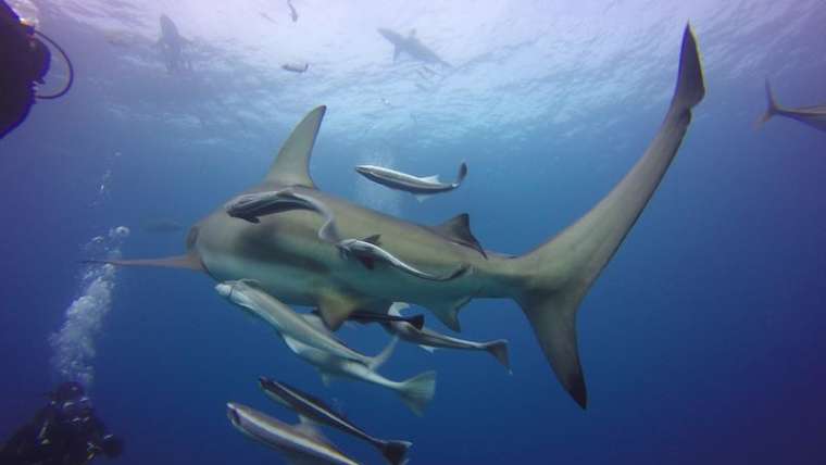 Aliwal Shoal