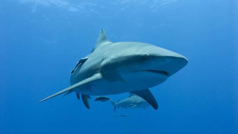 Aqua Planet Dive Centre and Charter