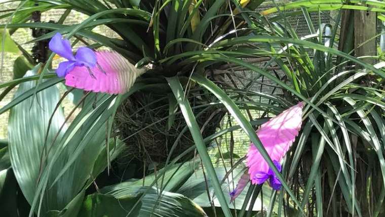 Stephward Estate Orchid and Exotic Plant Nursery