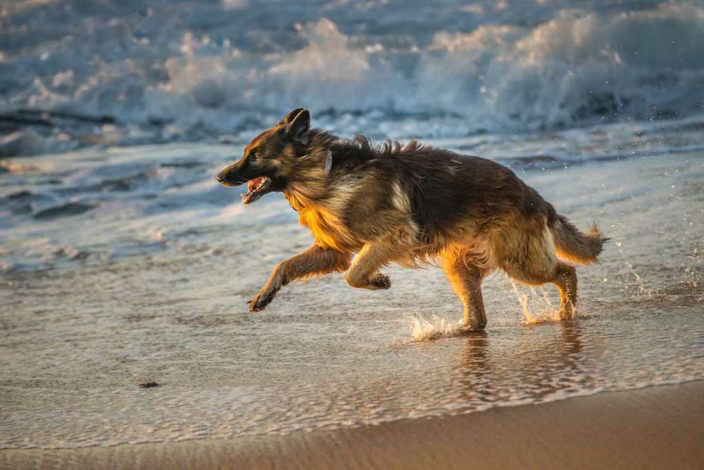 pets on the south coast