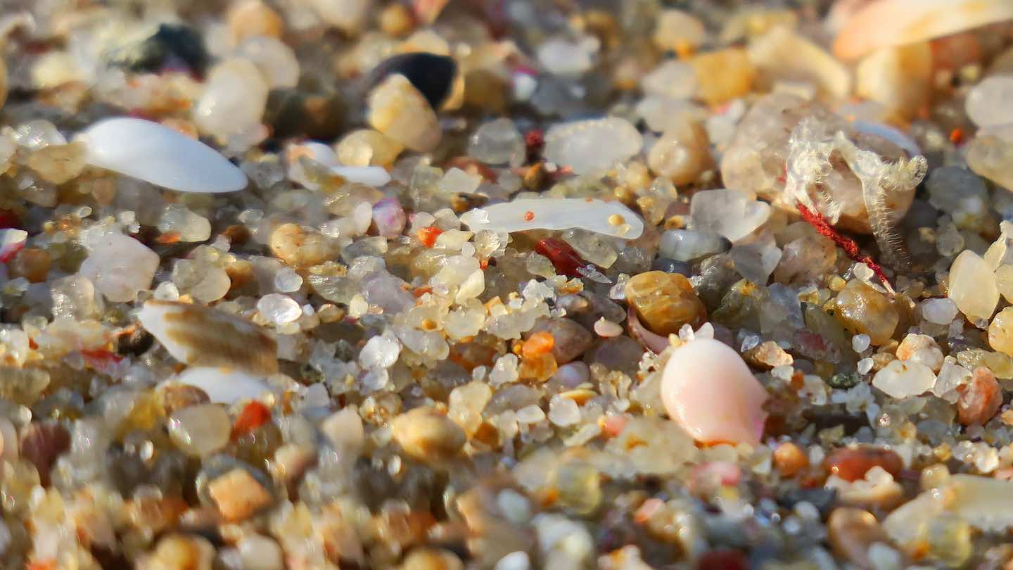 seashells and beach sand