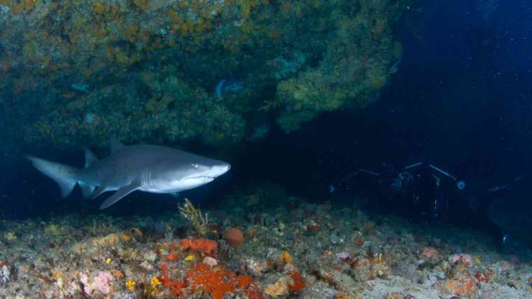 World’s Top Diving Destinations on the KZN South Coast