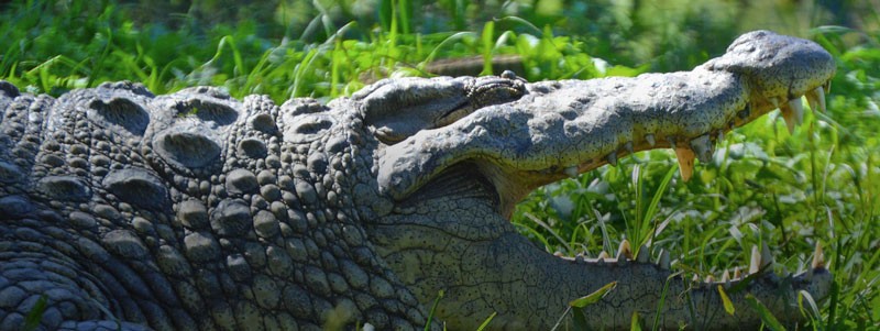 Crocodile Crocworld KZN south coast
