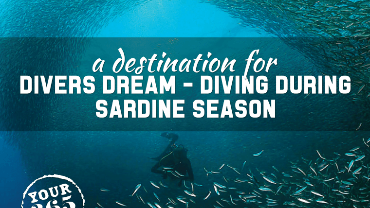 Diving during the Sardine Season