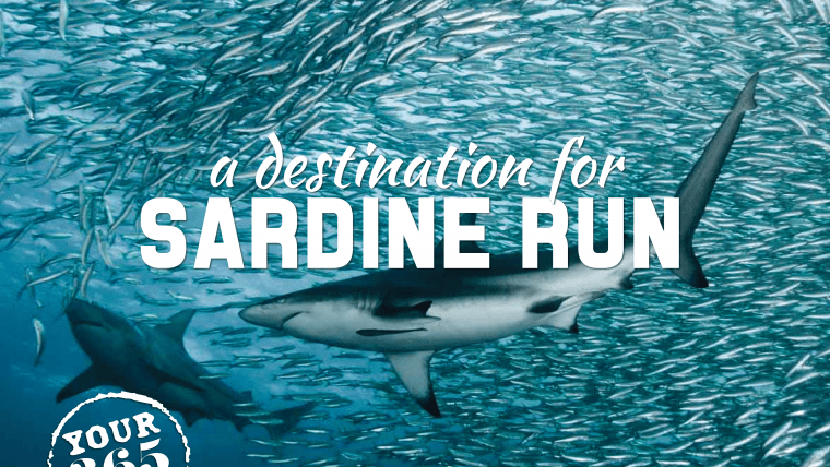 Sardine Run Update