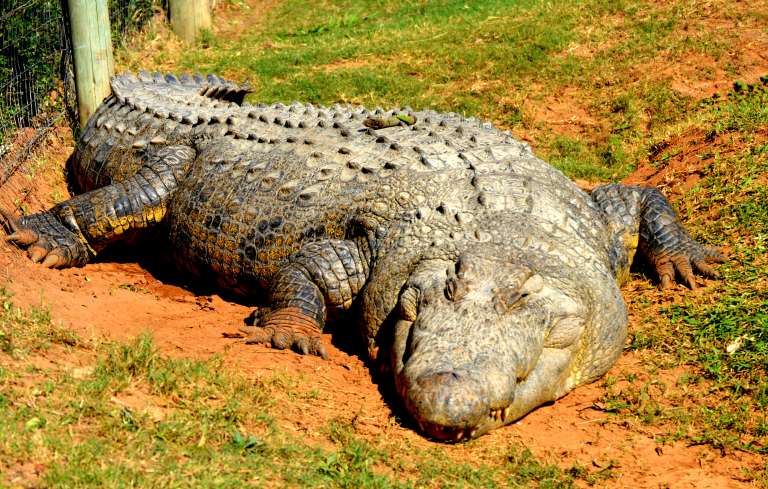 croc1 768x489