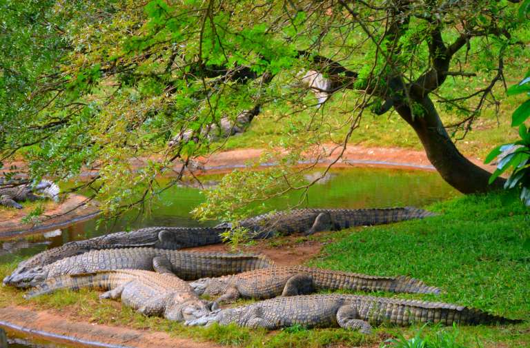 croc12 768x505