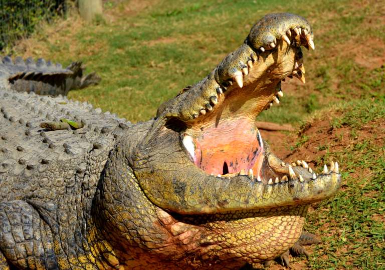 croc3 768x539