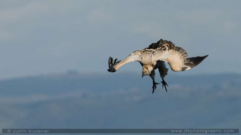 17032013 Vultures 0104 768x432