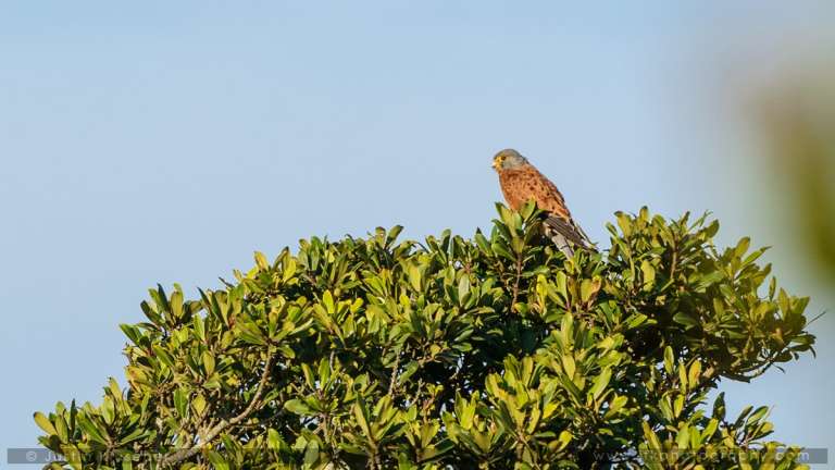 23032013 Vultures 0193 768x432