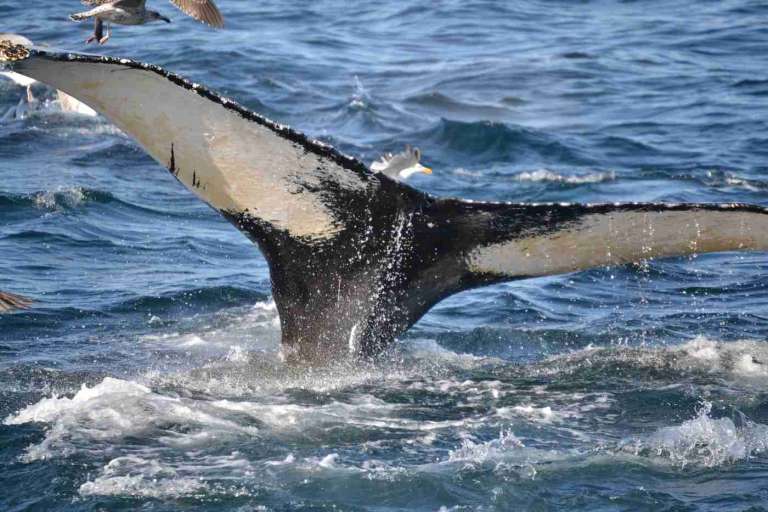 humpback whale 3 768x512