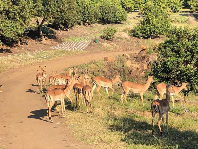 IMG 20200917 WA0077 768x576