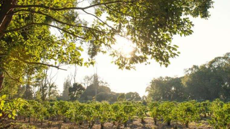 Agriculture Investment Opportunities Ripe for the Picking on KZN South Coast