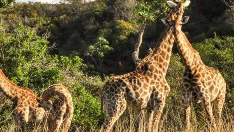 The KZN South Coast wins bid to host The Conservation Symposium in 2022