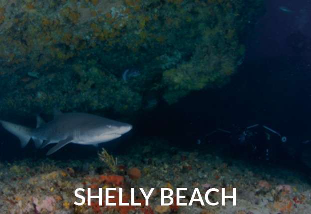 Shelly Beach