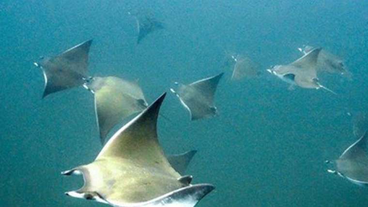 Unique Devil Ray Conservation Dive launched on the KZN South Coast!