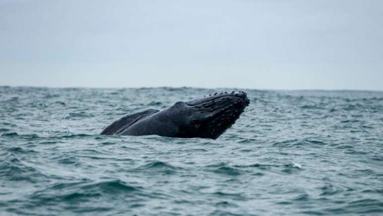 Having a whale of a time on the KZN South Coast this summer!