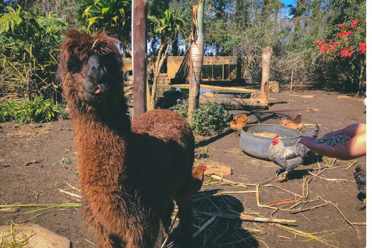 260988899 1808376589363936 5673736313531096939 n 1 768x512