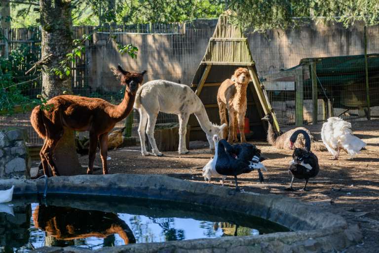 6. Animal Farm at Bs Guest House 768x512