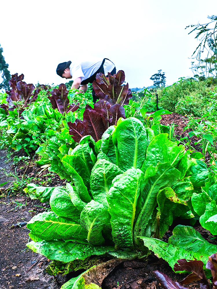 Lettuce picking 1
