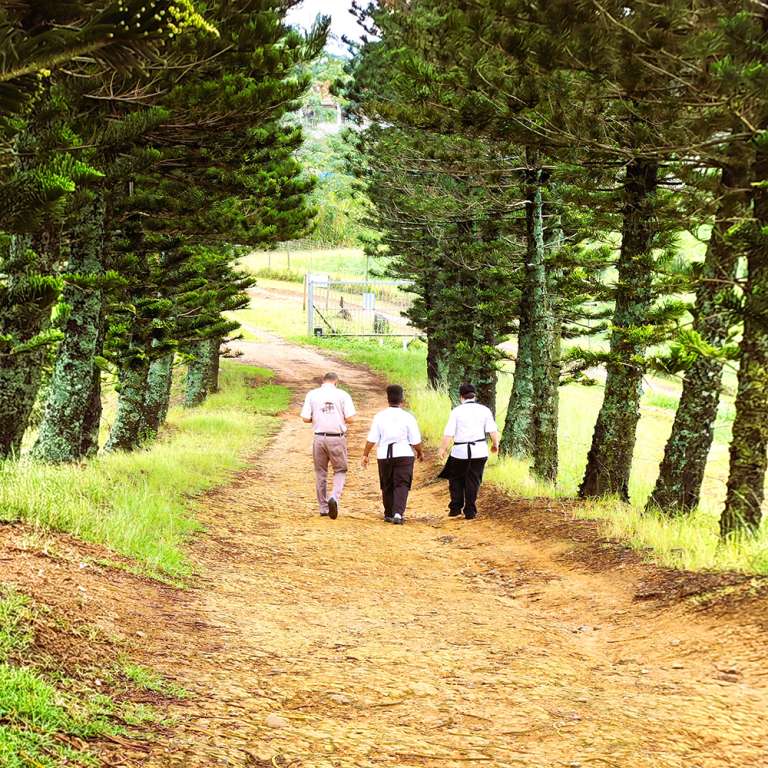 Walking 1 768x768