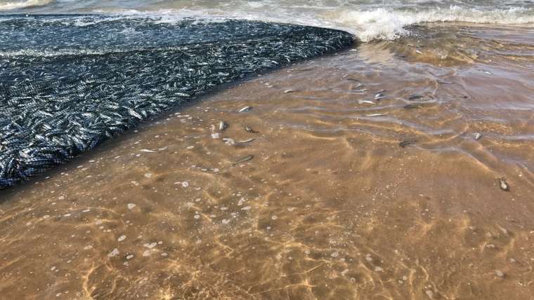 The Greatest Shoal on Earth Arrives on the KZN South Coast