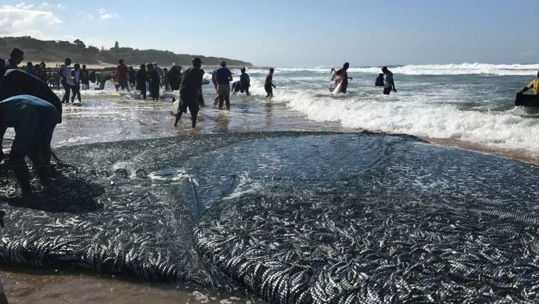 Experience the Sardine Run Magic on the KZN South Coast This Winter